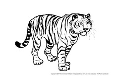 Tiger-1.pdf